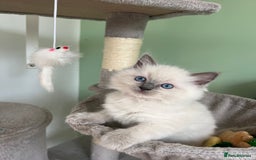 Ragdoll cats for sale: Beautiful blue point kittens - Advert 14