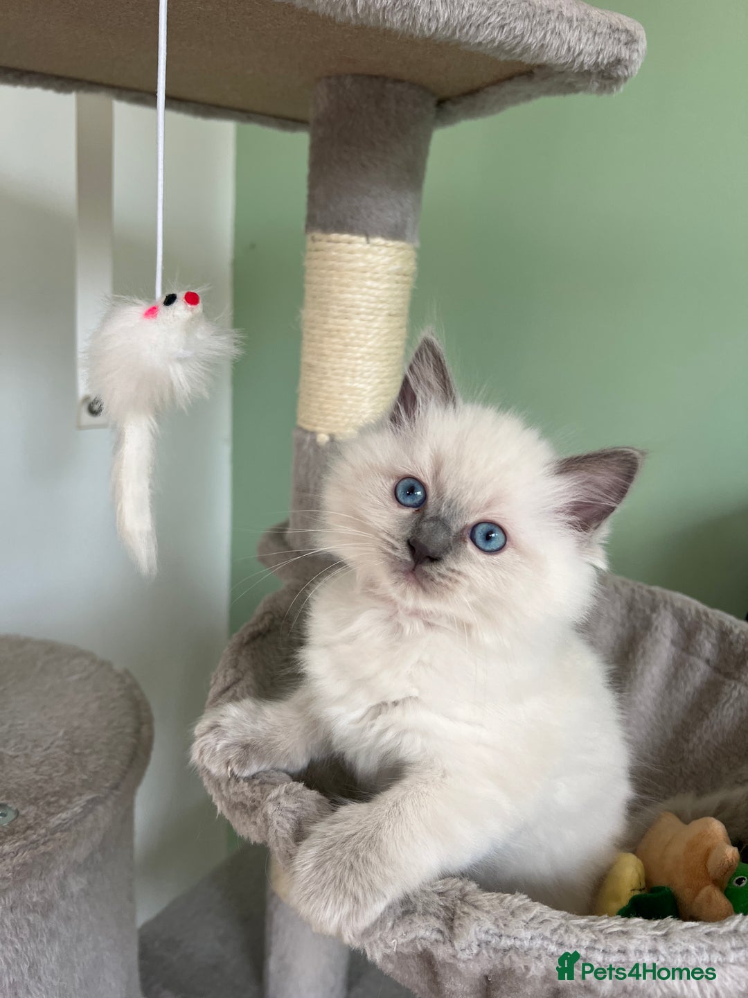 Ragdoll cats for sale: Beautiful blue point kittens - Advert 14