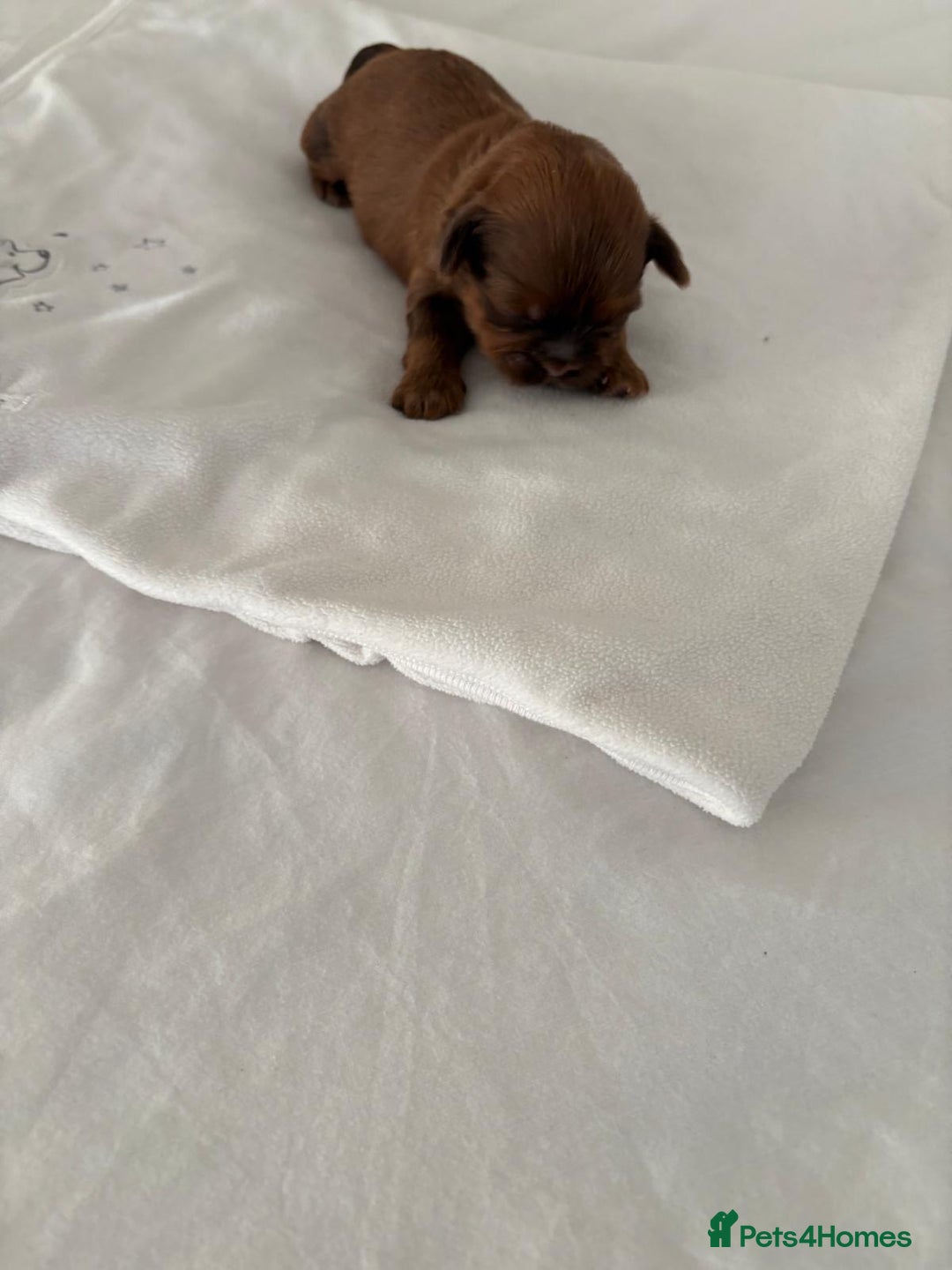 Shih Tzu dogs for sale: KC registered pure breed imperial shihtzu puppies  - Advert 30