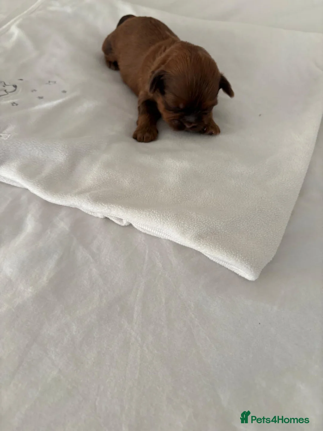 Shih Tzu dogs for sale: READY TO LEAVE GORGEOUS KC girl left - Advert 39