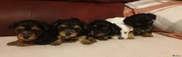 Yorkshire Terrier dogs for stud: STUD dog yorkie  in Norwich - Advert 6