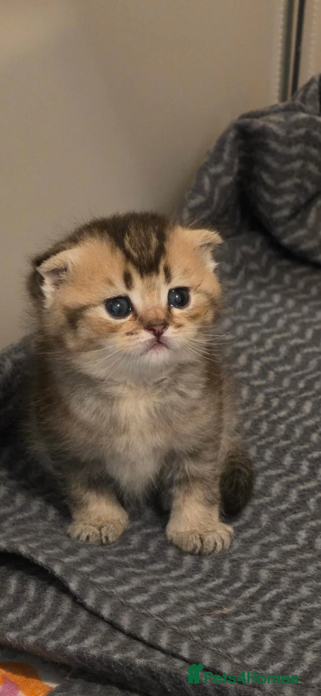 Scottish Fold cats for sale: Scottish folds x british shorthair  in Barking - Advert 2