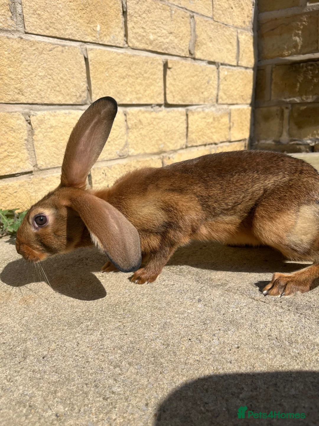 Belgian Hares rabbits for sale: BUCK & DOE - BELGIAN HARES  - Advert 7