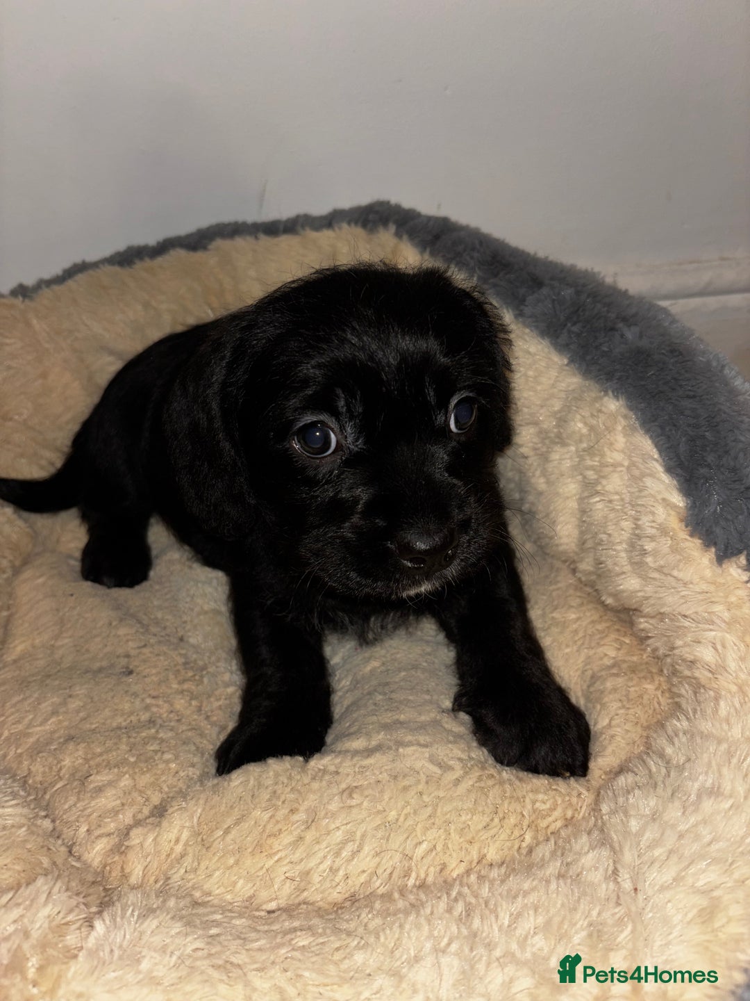 Mixed Breed dogs for sale: Stunning Cockerpoo x cavalier King Charle spaniel  - Advert 8