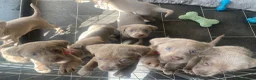 Labrador Retriever dogs for sale: Adorable KC (SILVER) labrador retriever puppies - Advert 12