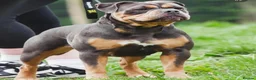 Olde English Bulldogge dogs for sale: QUALITY BRED OLDE ENGLISH BULLDOGGE - Advert 5