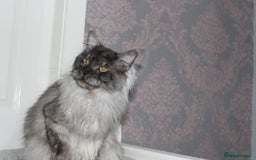 Maine Coon cats for stud: Amazing Russian Import For STUD in Sheffield - Image 9