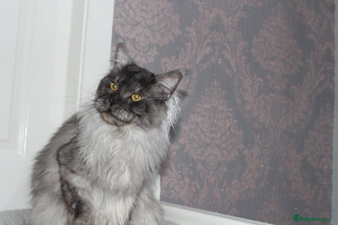 Maine Coon cats for stud: Amazing Russian Import For STUD in Sheffield - Image 9