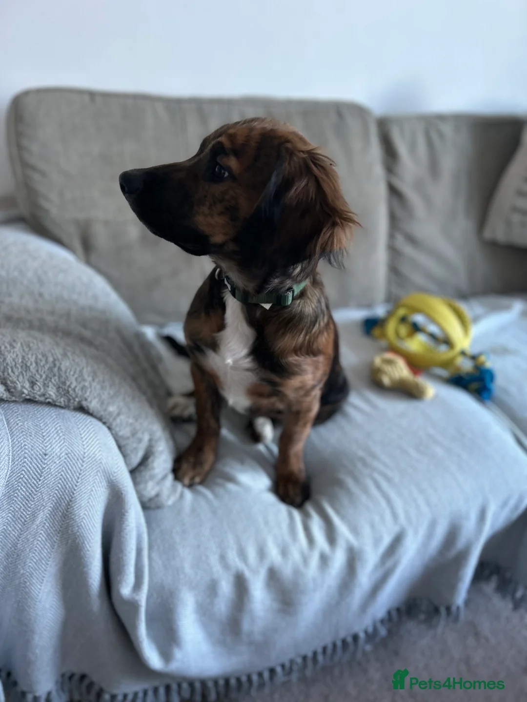 Mixed Breed dogs for sale: Crossbreed  - Advert 2