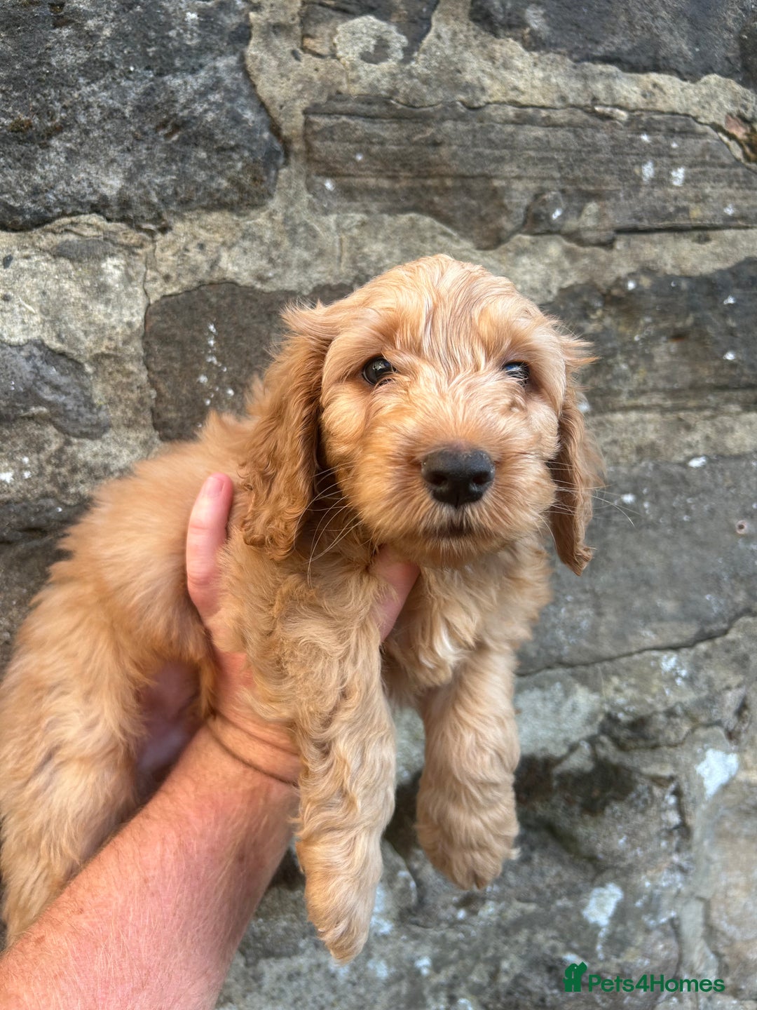Cockapoo dogs for sale: BEAUTIFULL F1 COCKAPOOS - Image 12