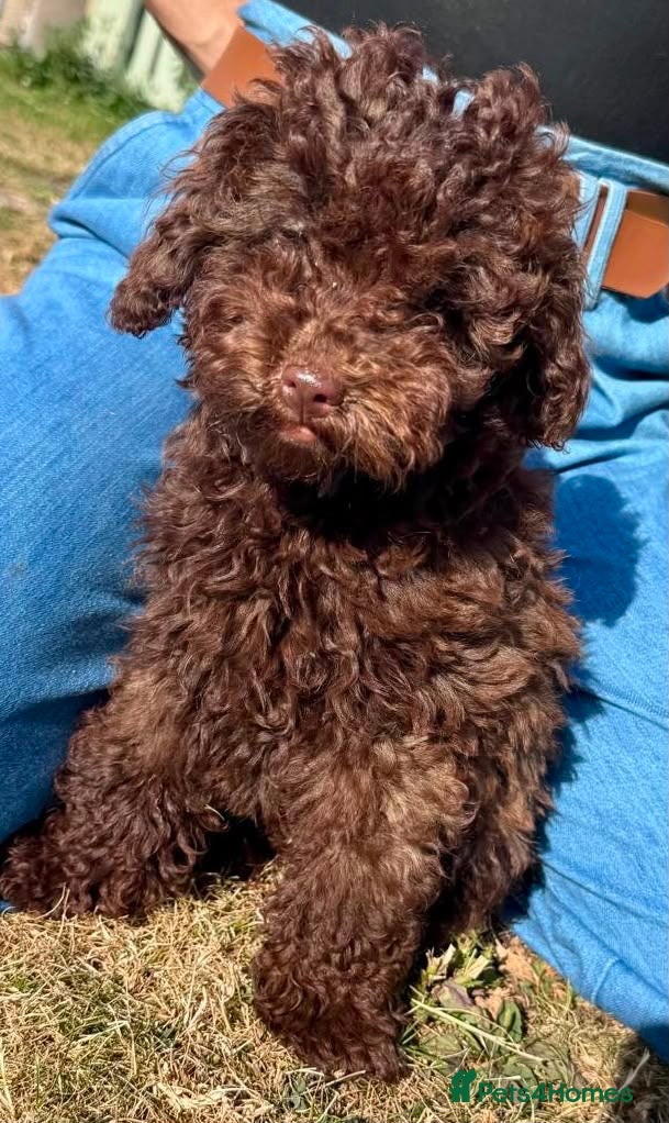 Cavapoo dogs F2 cavapoo boys  - Advert 6