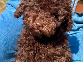 Cavapoo dogs F2 cavapoo boys - Advert 6