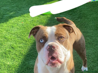 Olde English Bulldogge dogs Olde English balldog - Advert 11