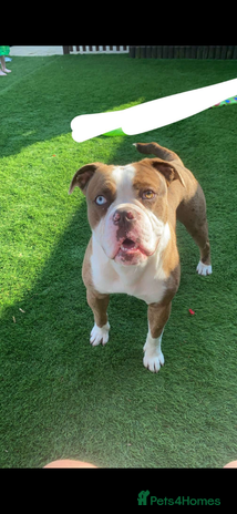 Olde English Bulldogge dogs - Advert 1