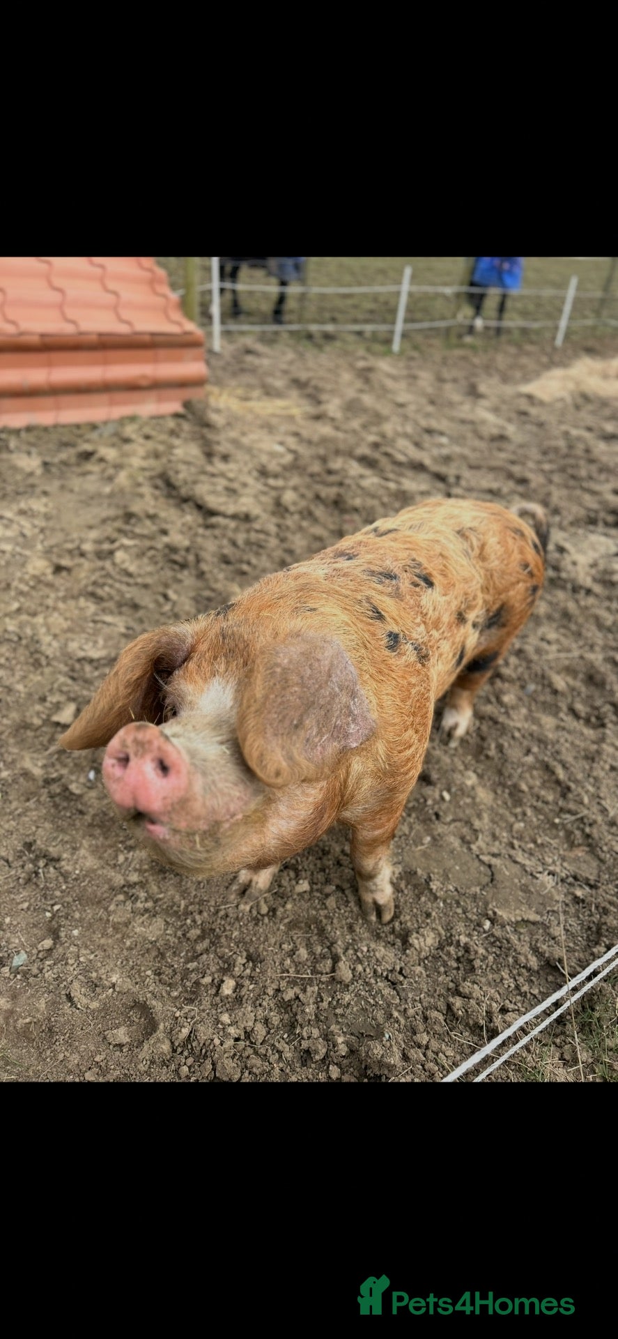 Pig livestock Oxford Sandy and Black Boar - Advert 10