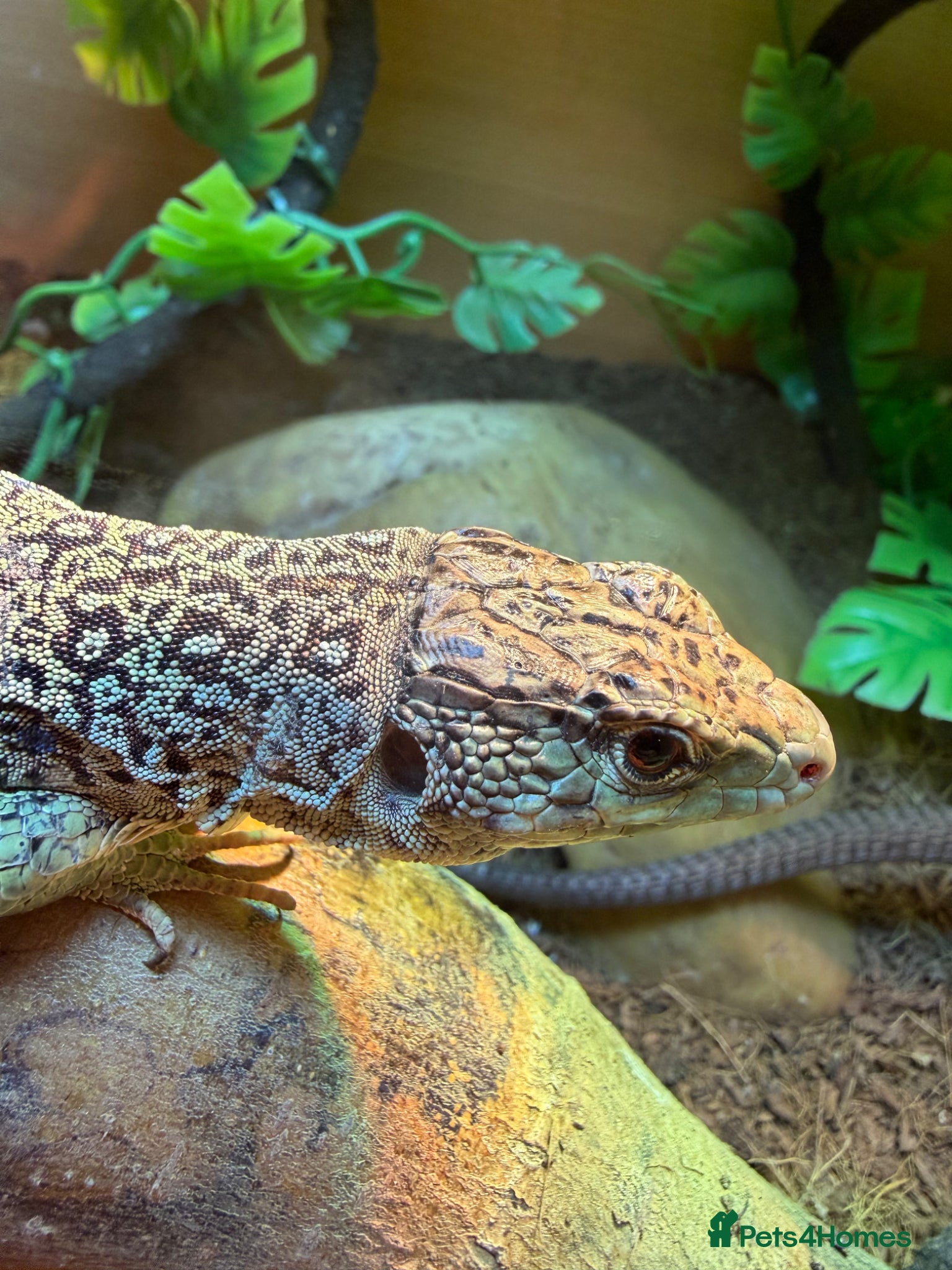 Lizard reptiles for sale: Male and female breeding pair European eyed lizard in Bradford - Advert 1