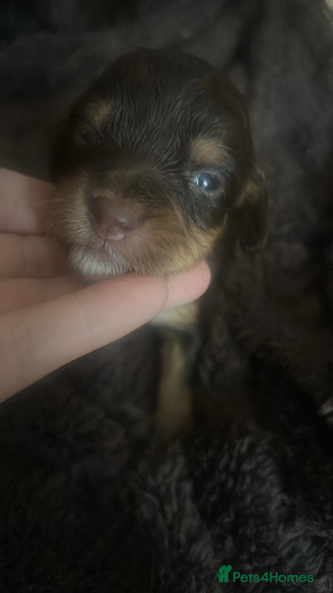 Cockapoo dogs for sale: Cockapoo Puppies - Advert 2