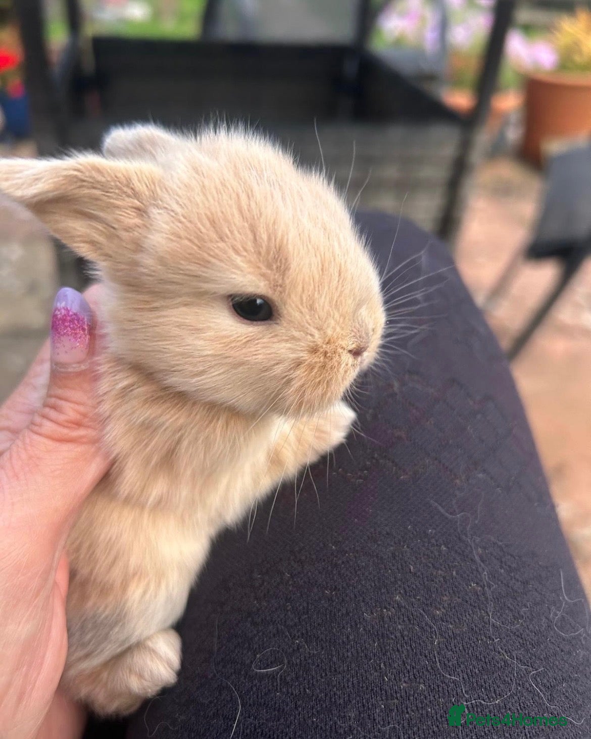 Mini Lop rabbits Beautiful friendly mini lop & mini Rex X Babies   - Advert 6