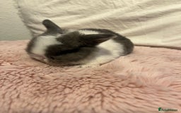 Mini Lop rabbits for sale: Mini lop rabbits - Image 6
