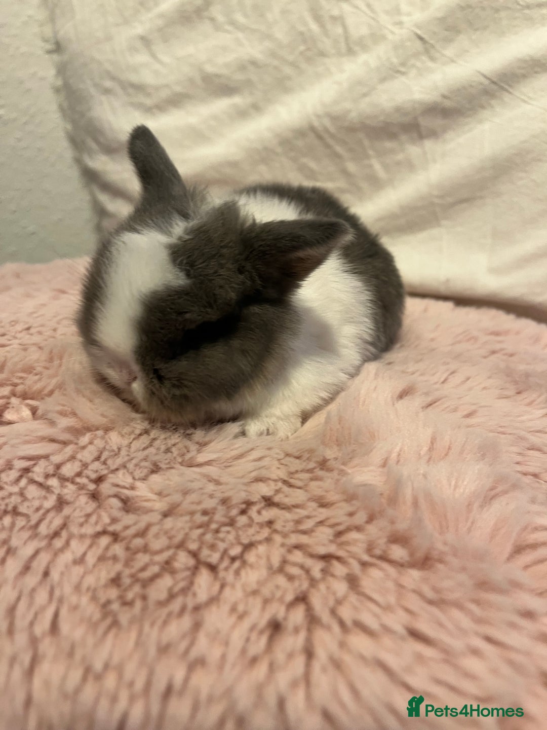 Mini Lop rabbits for sale: Mini lop rabbits - Image 6