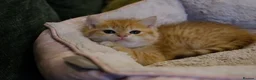 British Shorthair cats for sale: Stunning BSH Golden Boy TICA reg pedigree  - Advert 10