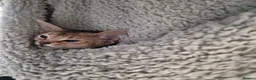 Abyssinian cats for sale: Gorgeous Abyssinian Kittens Ready Now - Advert 12