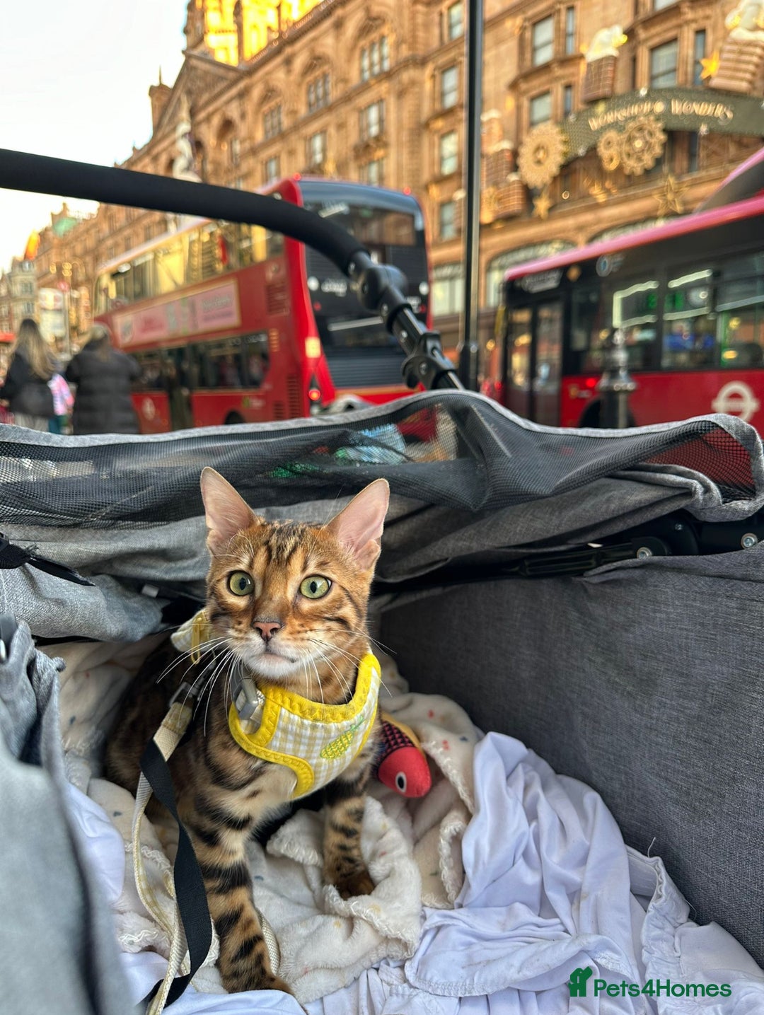 Bengal cats for sale: 🏆🎉New Pedigree Tica Mini Leopards Ready Soon🎉🏆 - Advert 22