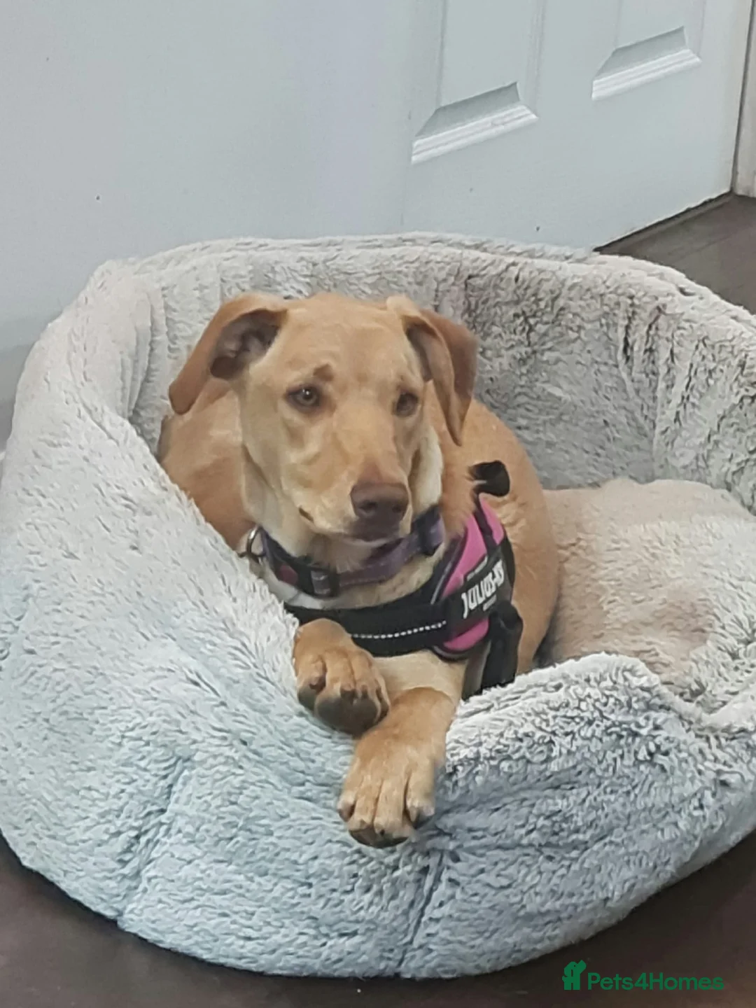 Mixed Breed dogs for sale: Sweet Caramel looking for her family - Advert 2