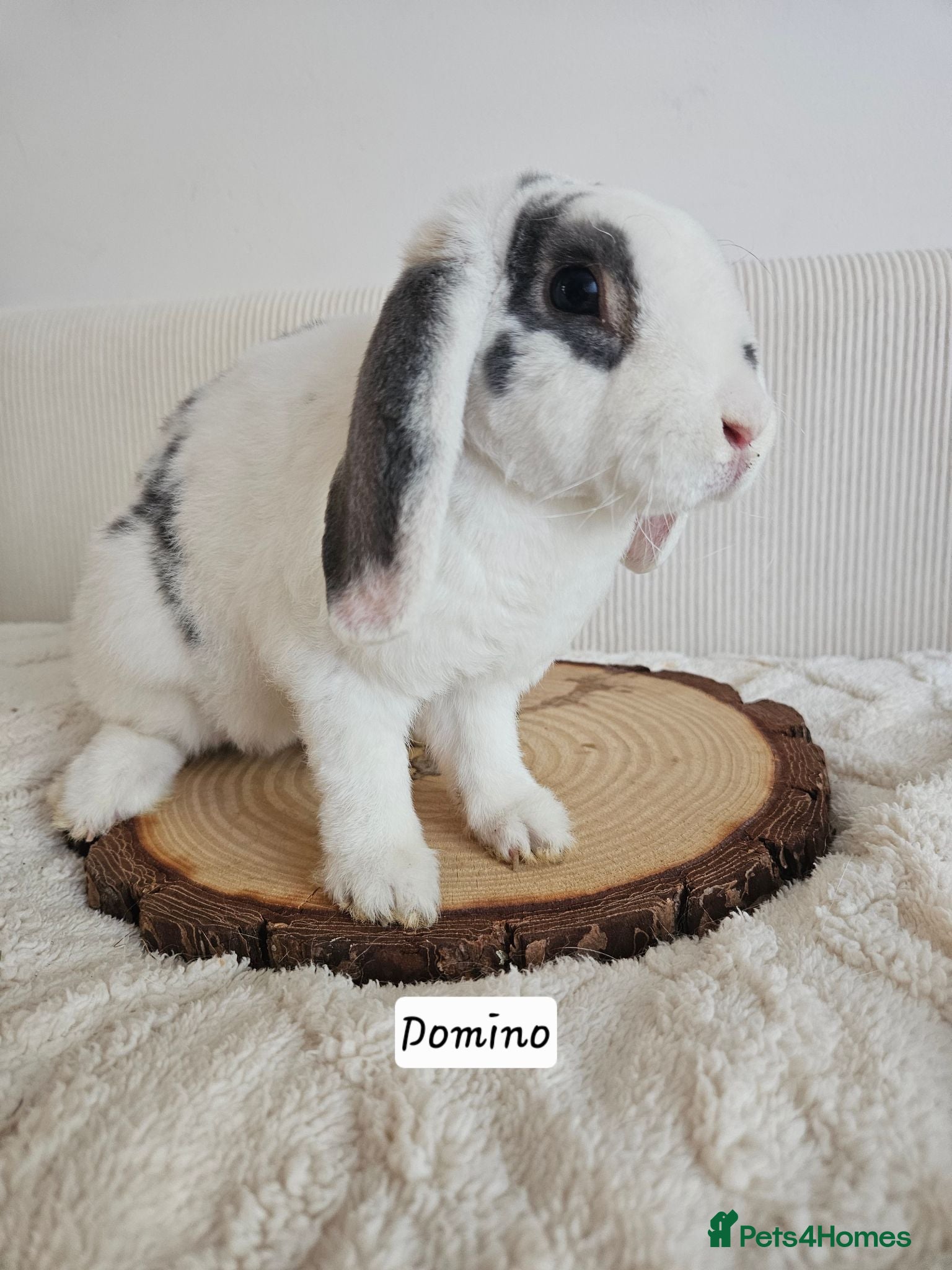 Mini Lop rabbits 4 month Purebred Mini Plush Lops- Suffolk - Advert 1