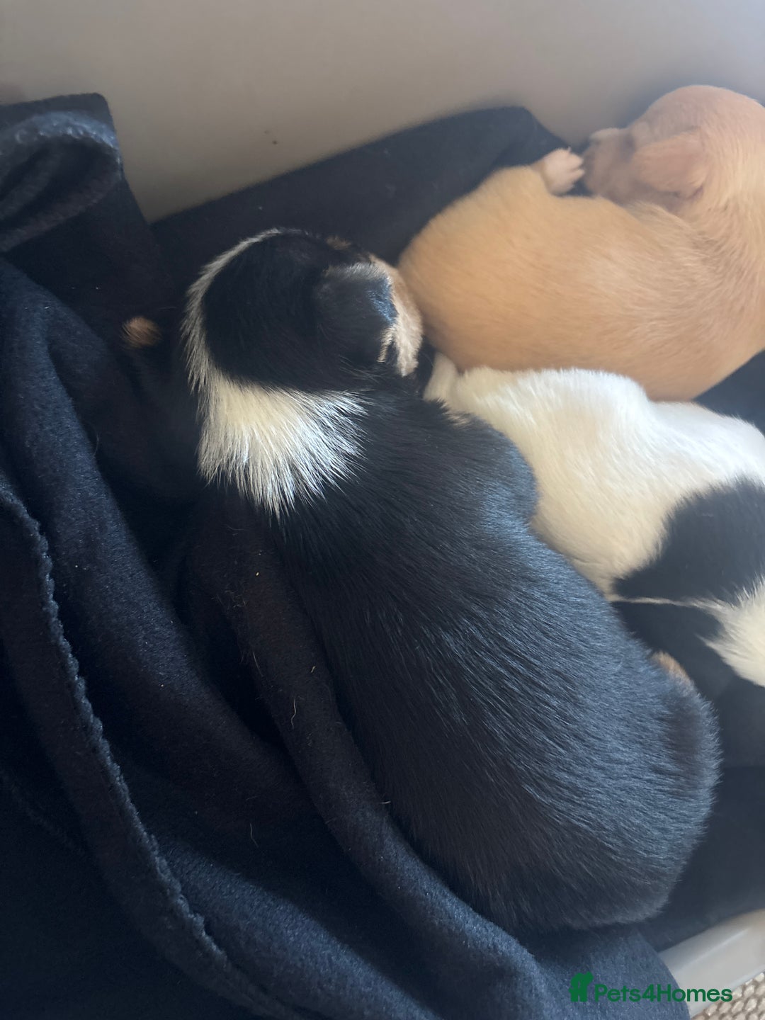 Jack Russell dogs for sale: Jack Russell puppies for sale - Image 16
