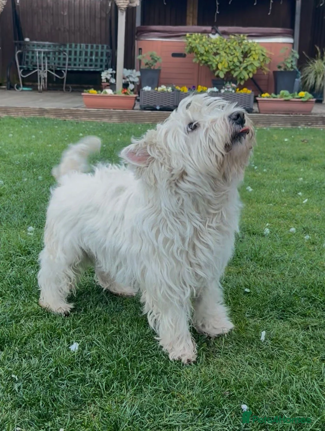 West Highland Terrier dogs for sale: West Highland Terrier boy looking new home - Advert 10