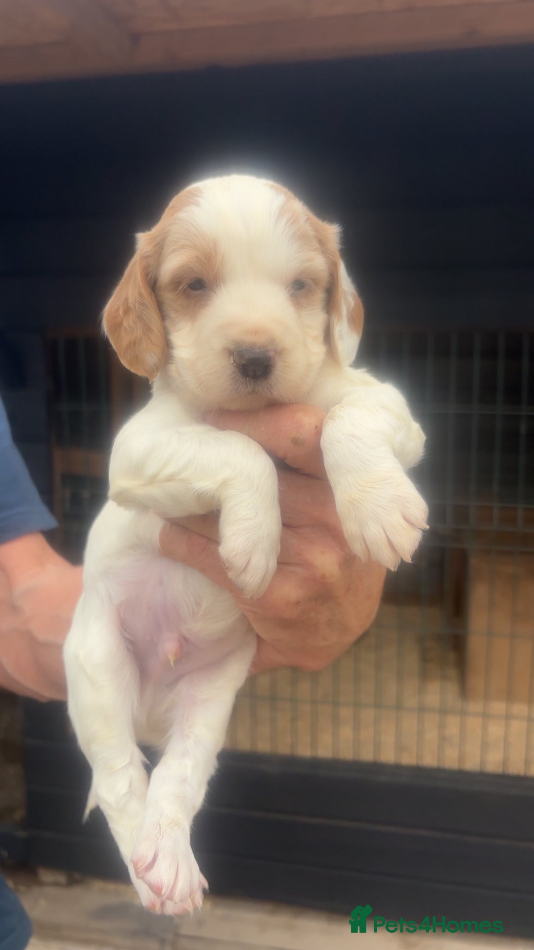 Sprocker dogs for sale: Beautiful Sprocker Puppies - Image 2