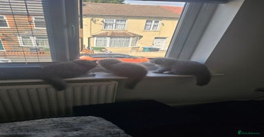 British Longhair cats in Watford - Advert 1