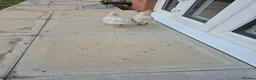 Mixed Breed birds for sale: Chicks total 8 of various ages from 2 weeks8 weeks in Kettering - Advert 2