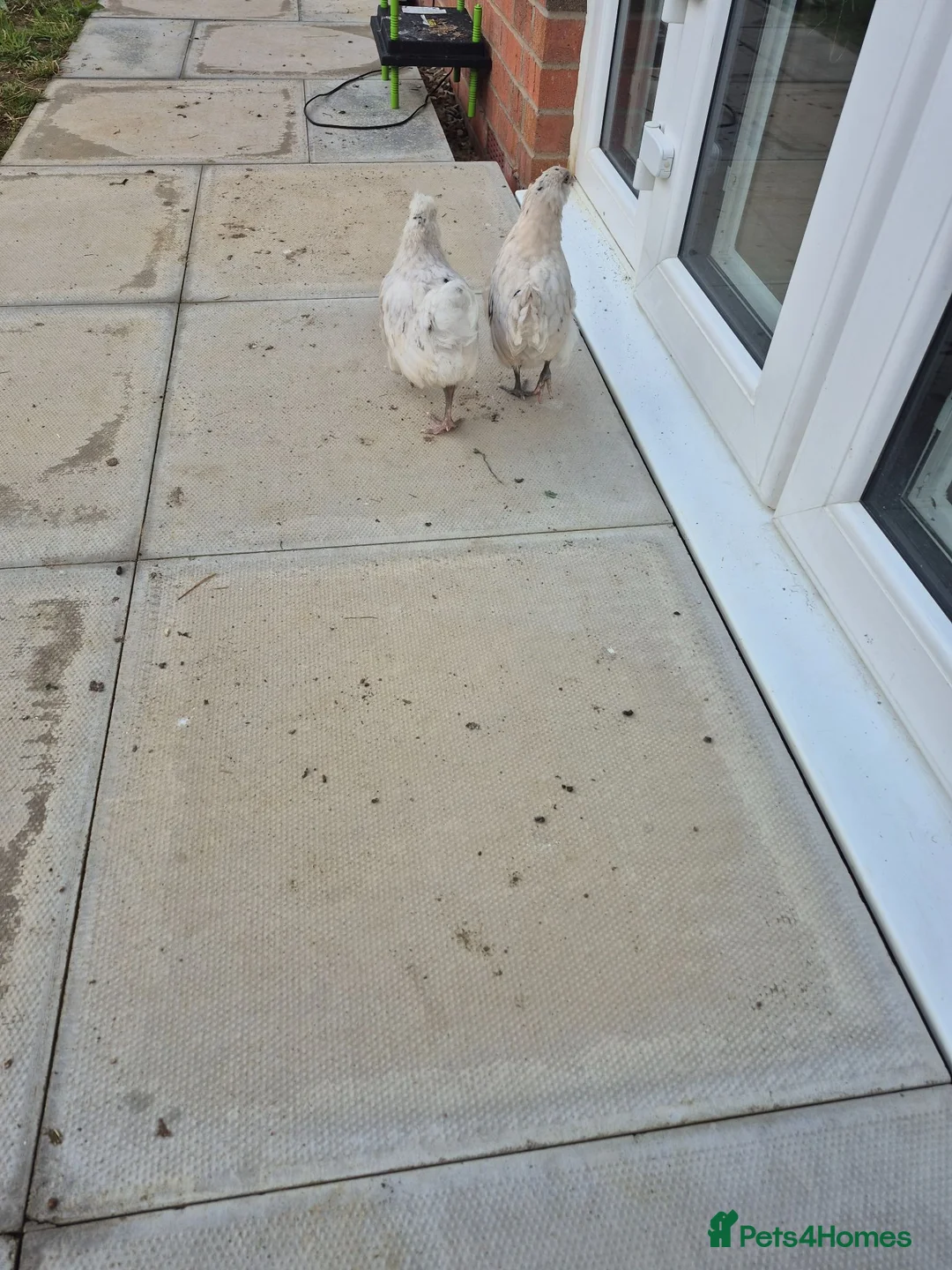 Mixed Breed birds for sale: Chicks total 8 of various ages from 2 weeks8 weeks in Kettering - Advert 2