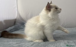 Ragdoll cats for sale: Playful Pedigree Ragdoll Kittens Available - Image 28