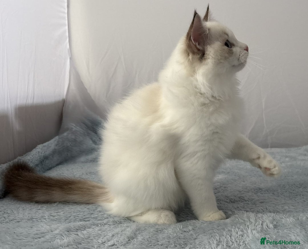 Ragdoll cats for sale: Playful Pedigree Ragdoll Kittens Available - Image 28