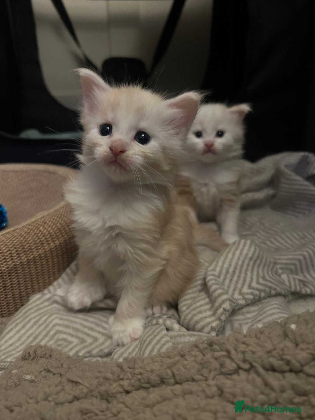 Maine Coon cats for sale: 🐾 Proven TICA  Maine Coon Queen – Black Smoke 🐾 - Image 28