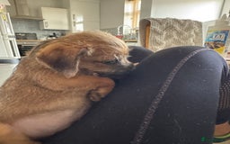 Mixed Breed dogs for sale: Border Terrier x Lakeland Terrier pups - Image 6