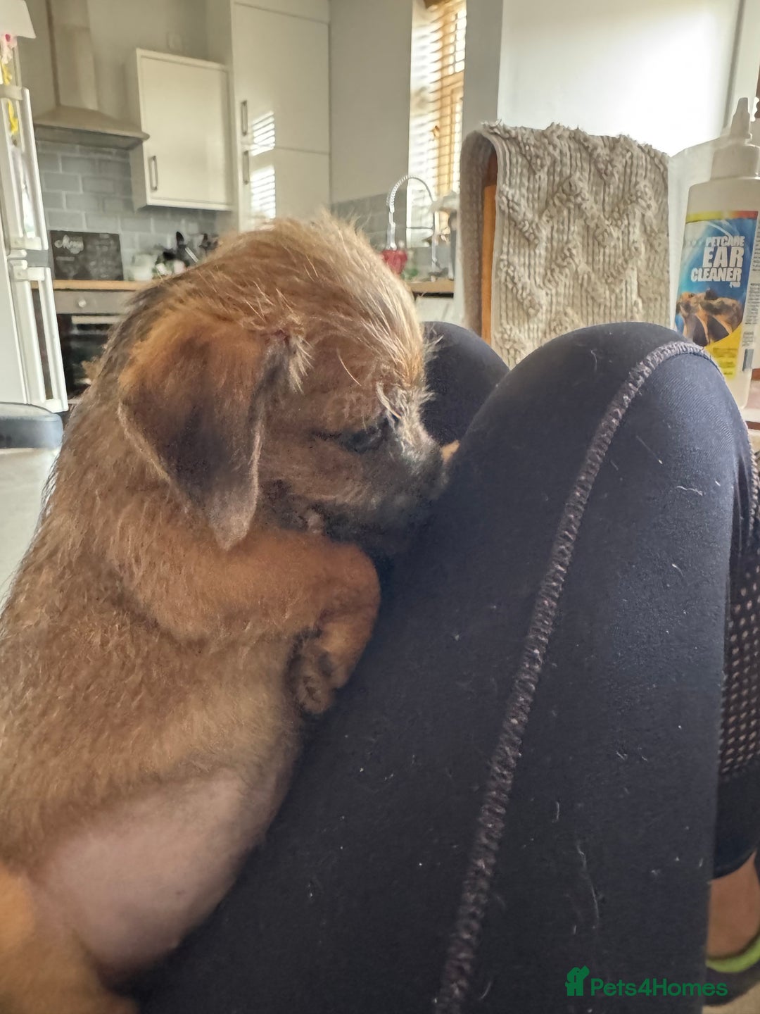 Mixed Breed dogs for sale: Border Terrier x Lakeland Terrier pups - Image 6