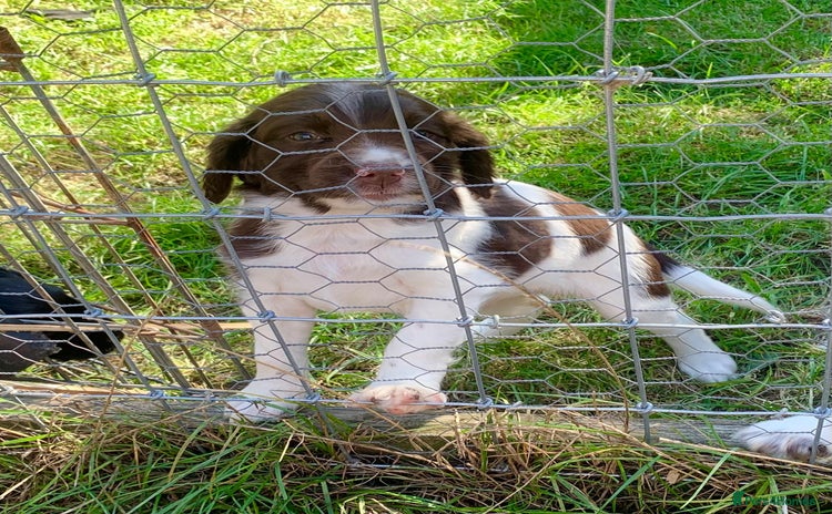 English Springer Spaniel dogs - Advert 1