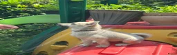Norwegian Buhund dogs for sale: Lovely quality Norwegian Buhunds in Crumlin - Advert 9