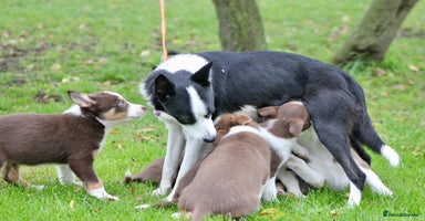 Border Collie dogs - Advert 14