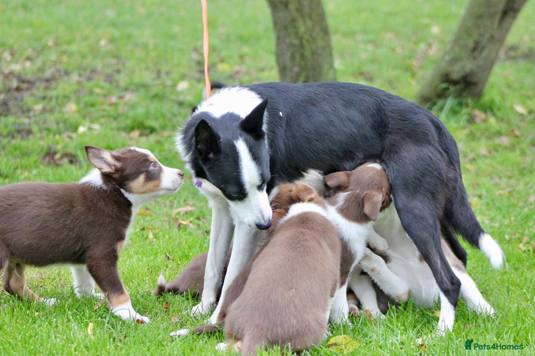 Border Collie dogs for sale: Border Collie Puppies  - Image 3