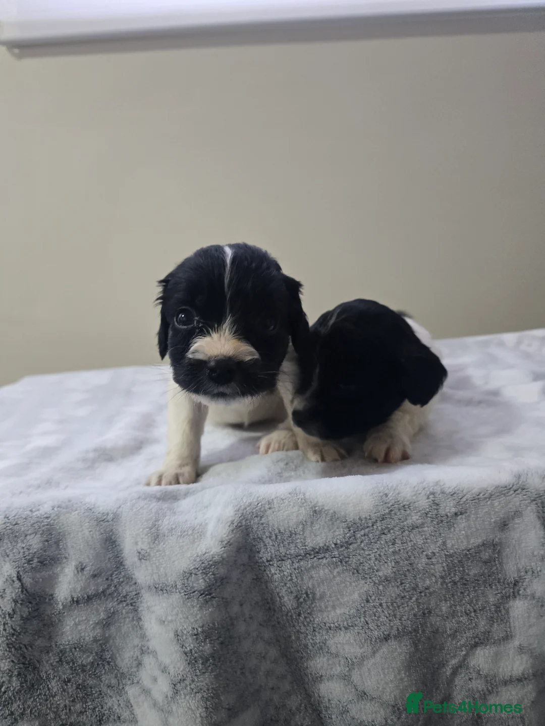 Mixed Breed dogs for sale: Malchi puppies  - Advert 17