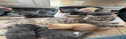 Maine Coon cats for sale: Maine coon kittens - Advert 26