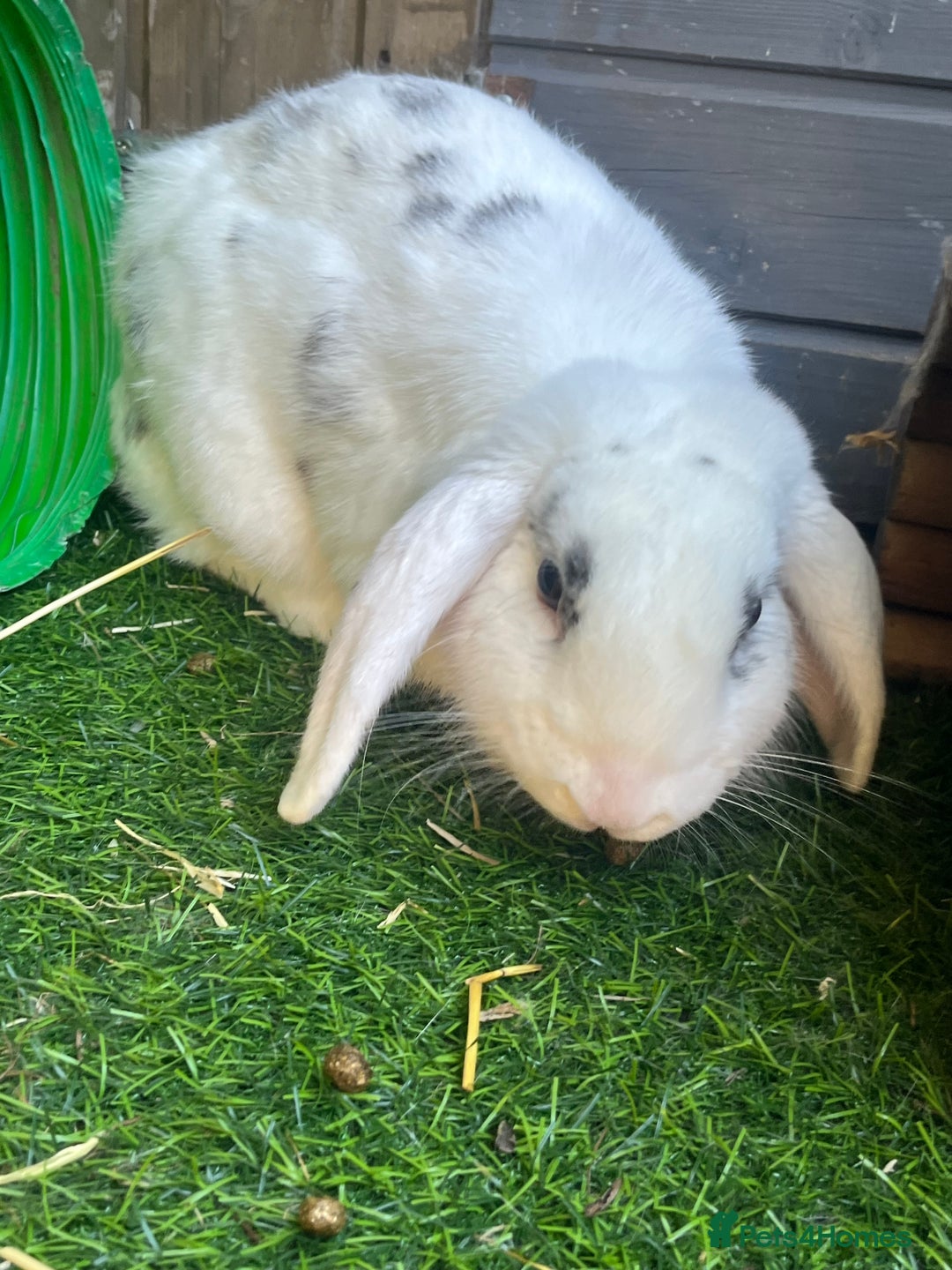 Mini Lop rabbits for sale: Male Rabbit  in Boston - Image 6