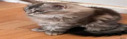 Maine Coon cats for sale: Silver Tabby & Blue Smoke Maine Coon Girls  - Advert 3