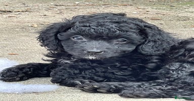 Cavapoo dogs - Advert 11