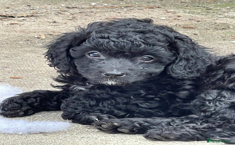 Cavapoo dogs - Advert 11